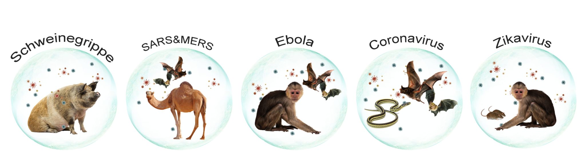 Schweinegrippe, SARS, MERS, Ebola, Zikavirus, Corona - Tieren